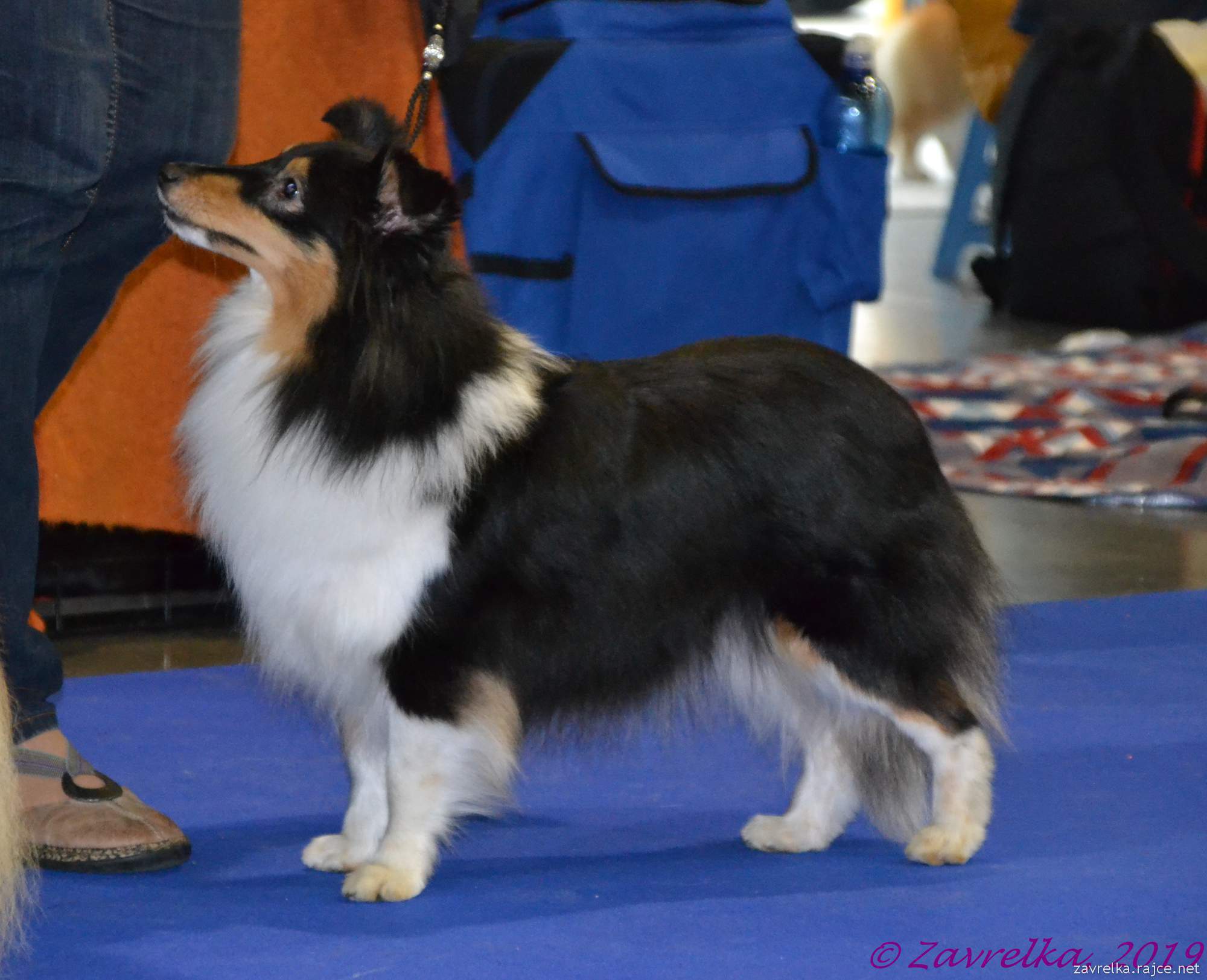 Uvertyura Show Elveras